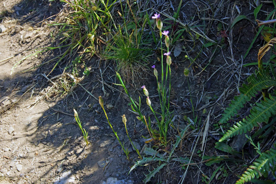 Petrorhagia nanteuilii (e incognita)